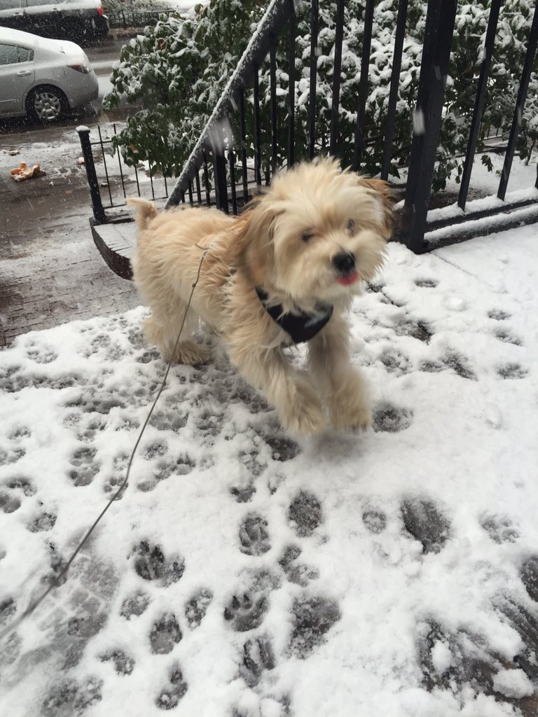 TrebleThePuppy's tweet photo. dis was a good day https://t.co/SAkj77oE5Z