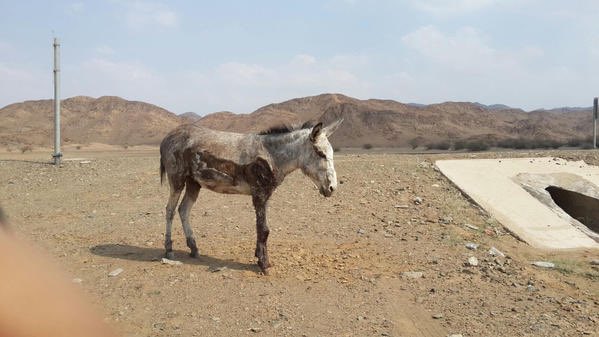 sabqorg's tweet photo. شرطة الباحة: القبض على "معذب الحمار" وإيداعه "التوقيف
https://t.co/aQWRptL9Gq https://t.co/0sWmxMzyyy