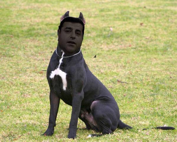 Стрижка собак. Американский питбультерьер халк. Американский стаффордширский терьер халк. Собака которая на 1 месте. Стаффордширский терьер гигант.