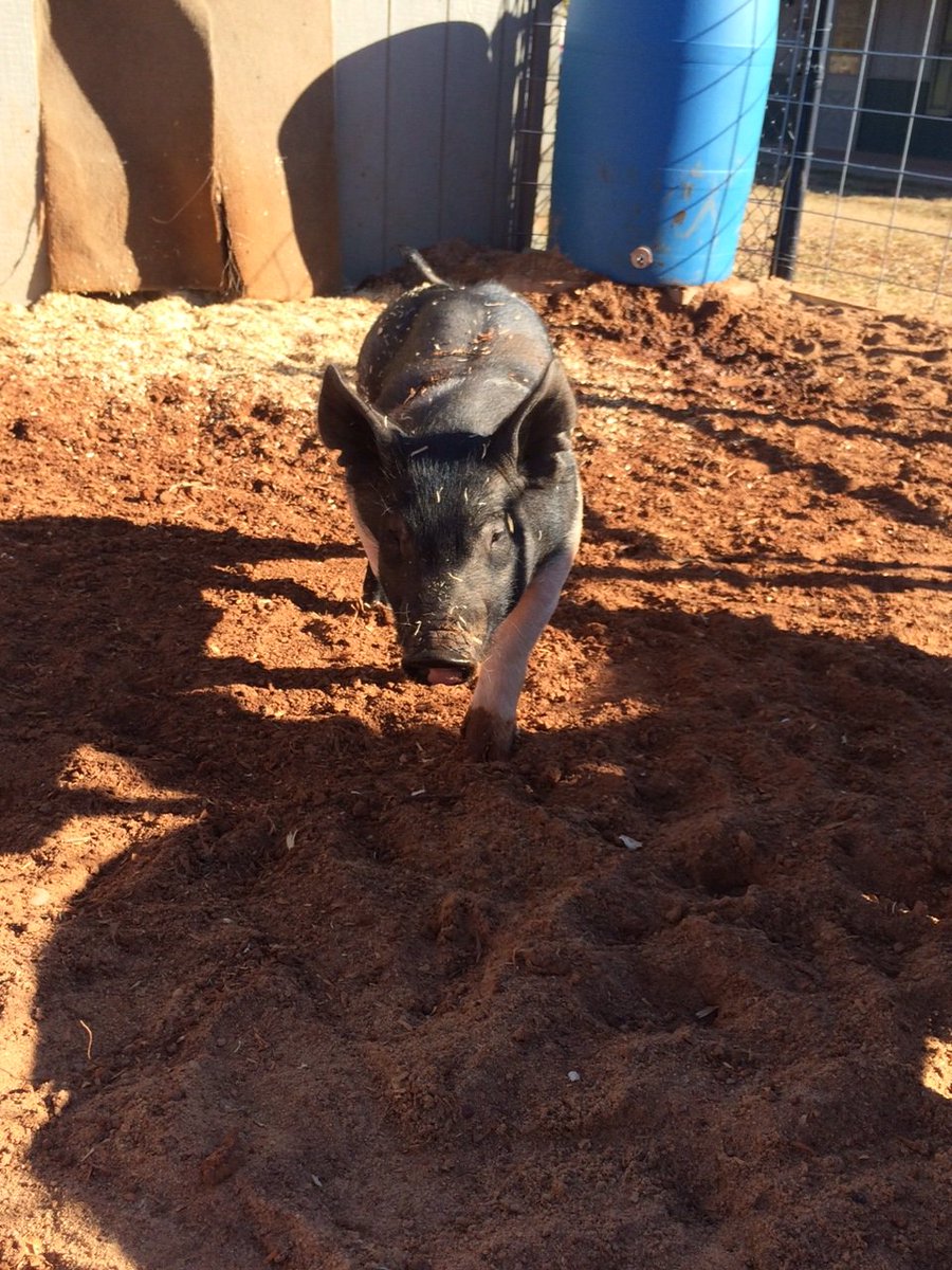 whitefieldsinc's tweet photo. Meet Joey and Jessie! The newest additions to White Fields campus. https://t.co/LLSUa0ukXP
