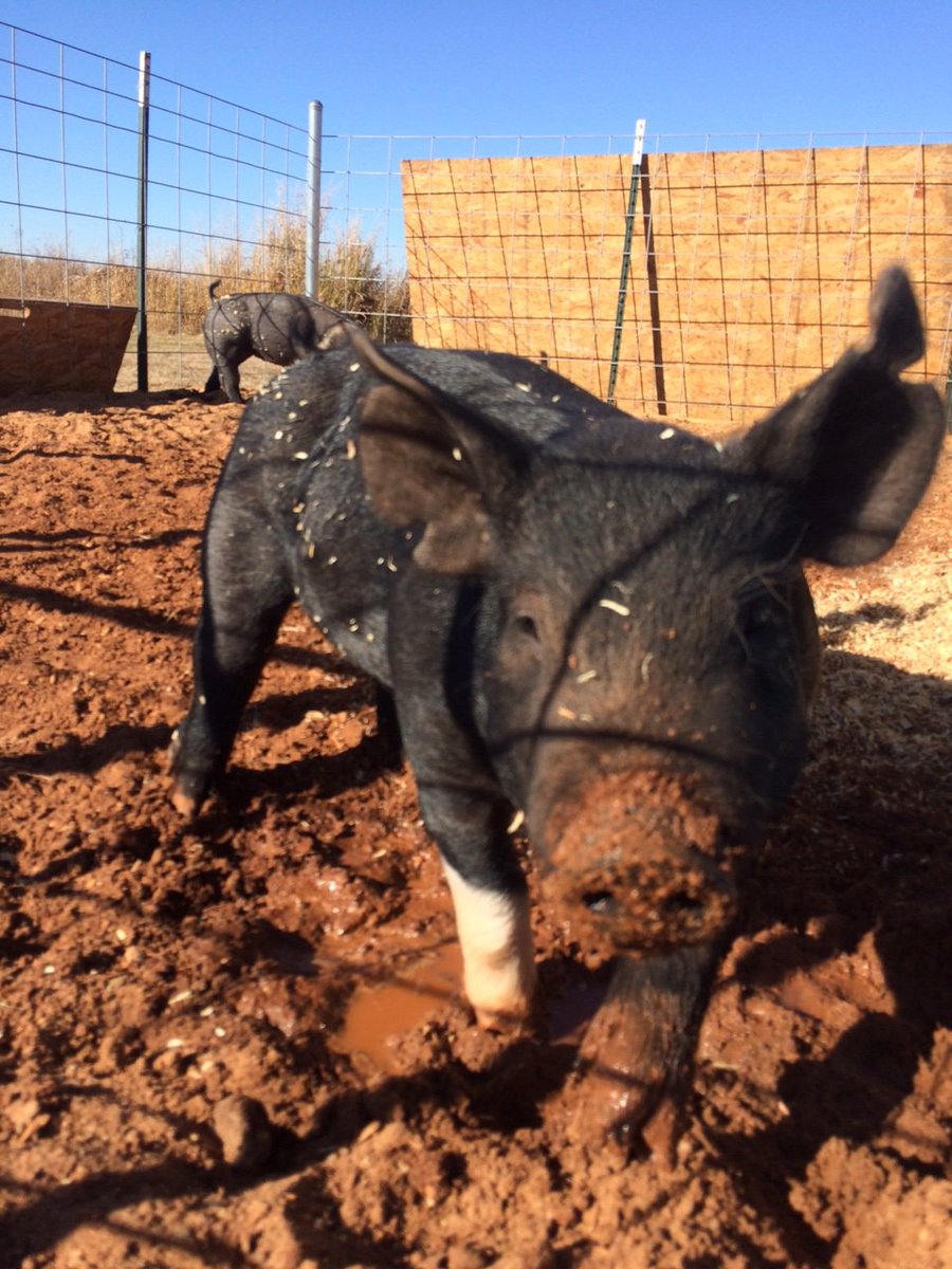 whitefieldsinc's tweet photo. Meet Joey and Jessie! The newest additions to White Fields campus. https://t.co/LLSUa0ukXP