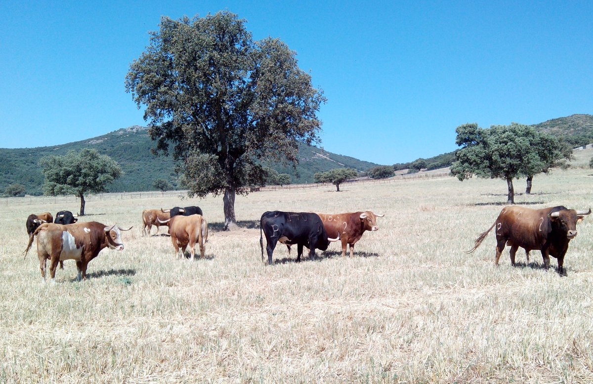 Pedrobr27's tweet photo. @TauromaquiaTol @hierroydivisa @josueveragua @torocharro @javiersalaman Ahí tienes alguna más de la camada 2016 https://t.co/L6hwIveuqA
