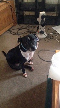 millypod1's tweet image. #Lost Staffordshire Bull Terrier Female In Grange Road #Ramsgate nr Vale Tavern Pub #CT11 doglost.co.uk/dog-blog.php?d…