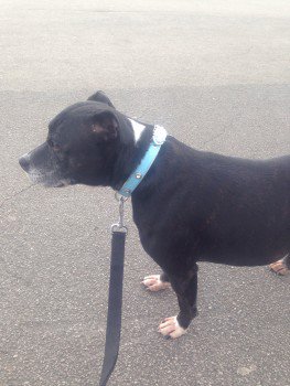 millypod1's tweet image. #Lost Staffordshire Bull Terrier Female In Grange Road #Ramsgate nr Vale Tavern Pub #CT11 doglost.co.uk/dog-blog.php?d…