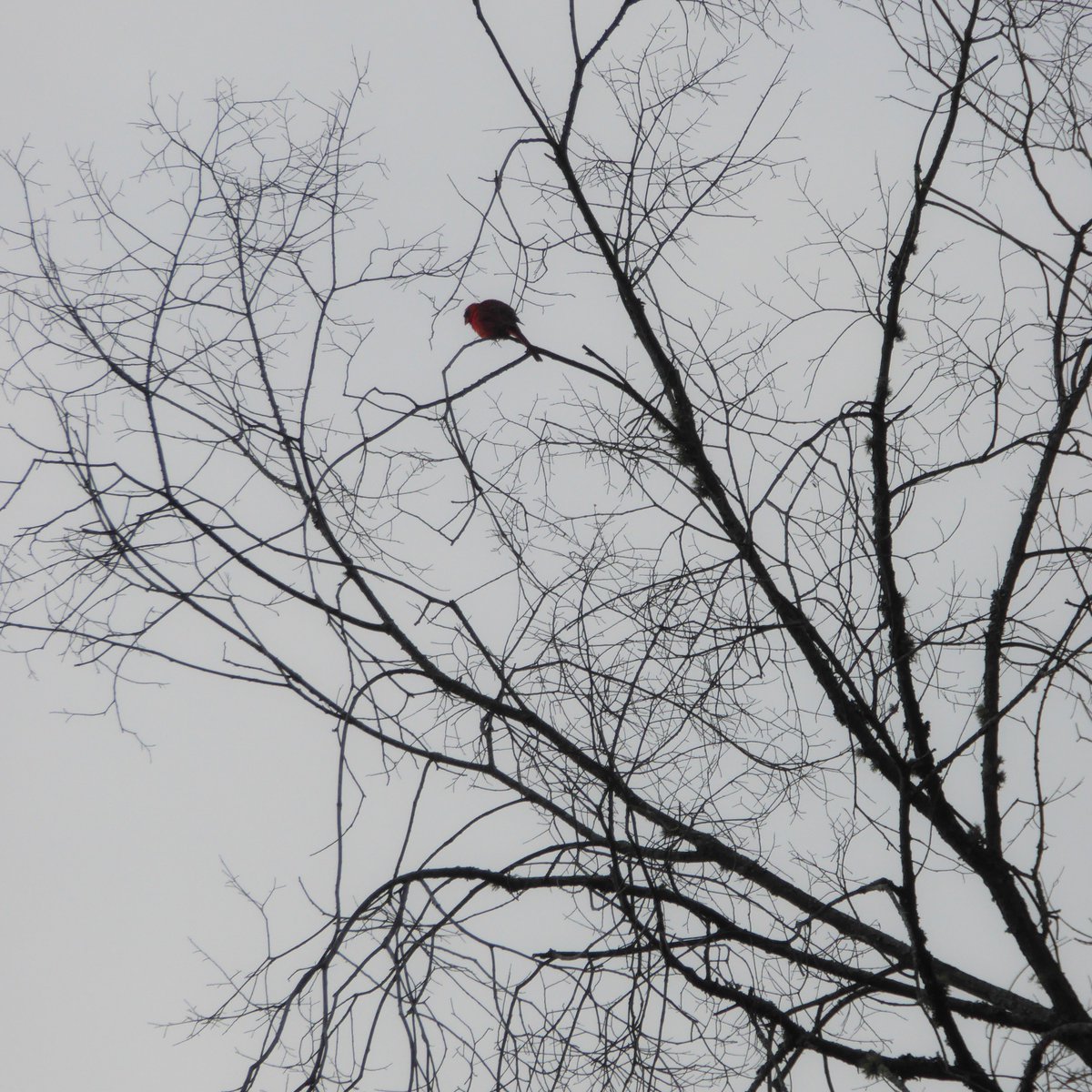 #cardinal #photography