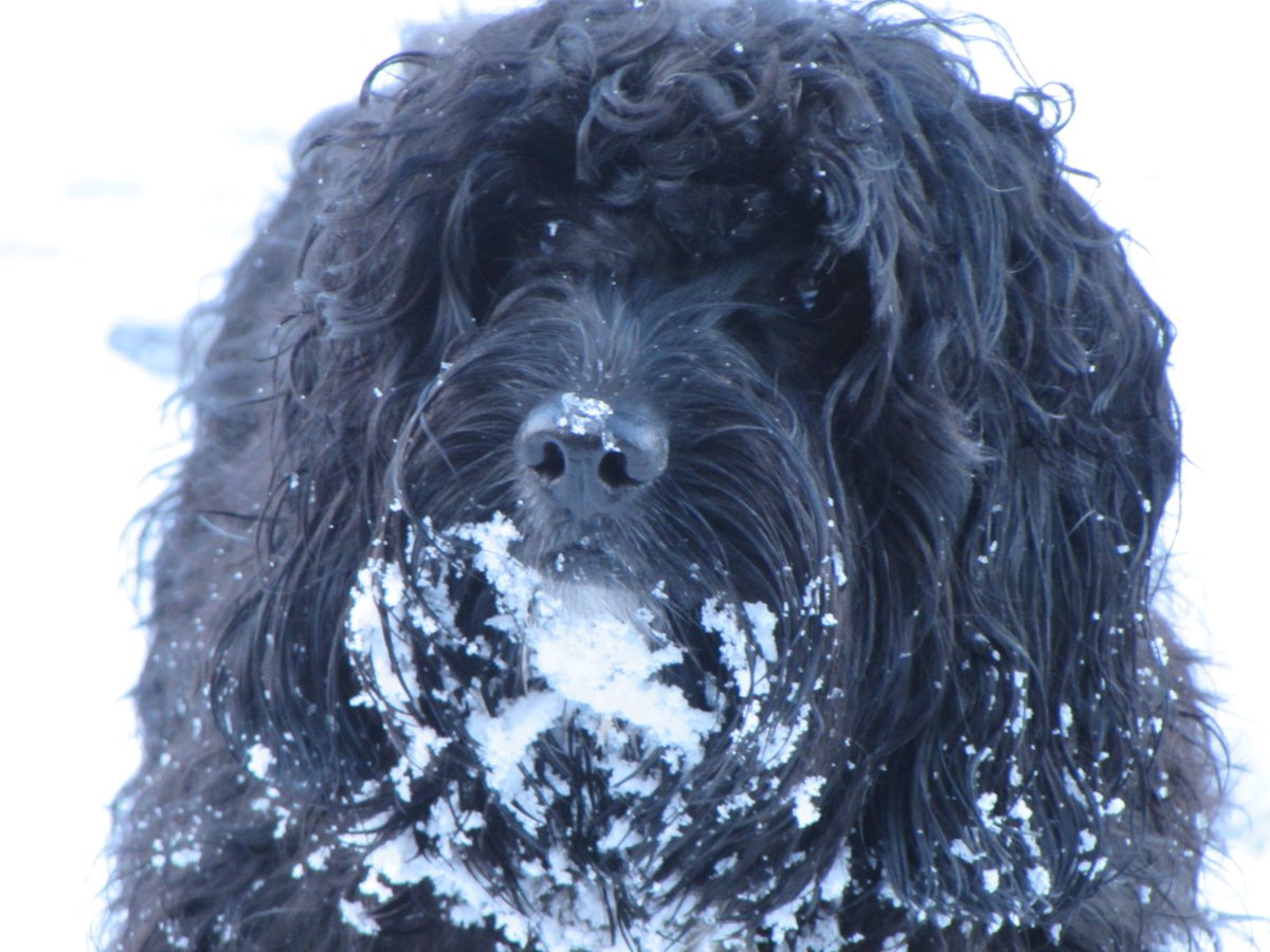 CarolLyman's tweet photo. #oobchat heres my dream pet my milie minx enjoying the snow from last winter
cazakins xxx https://t.co/nRnxODDXqc