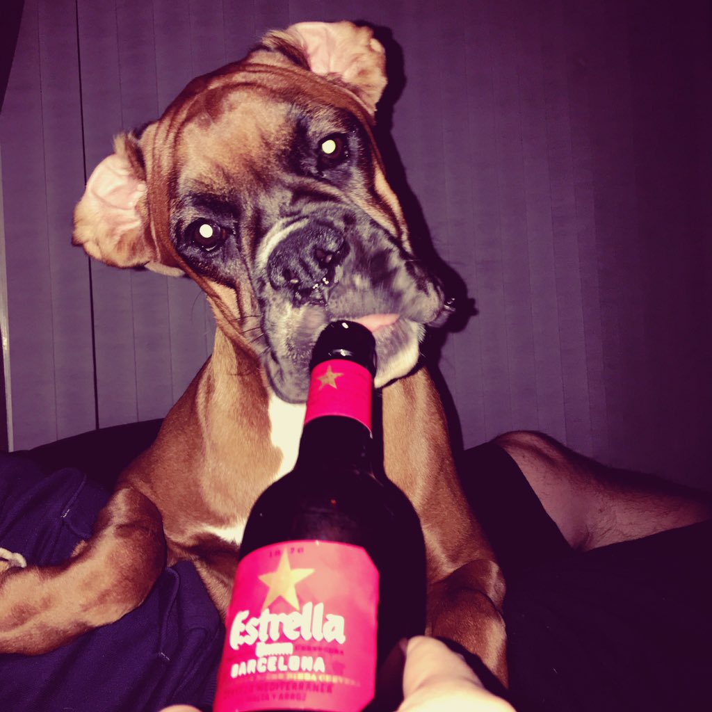 LiseeeyA's tweet photo. Wingnut supping on daddies beer πππ
π» #minnietheboxer #boxer #boxeruk #boxerdog #boxerpup #dogsofinstagram #estrella https://t.co/vd2SVAyW5y