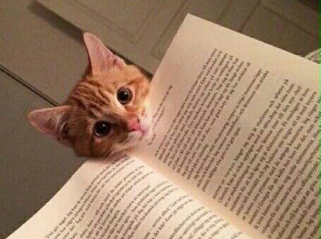 Plot twist: Pet me right meow