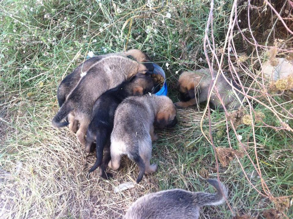 ToramanKedi's tweet photo. Çöplüğe atılmış yüzlerce can.Çoğu yavru.Yiyecek hiçbişeyleri kalmamş.Acaba onlara mama yollarmsnz Tekirdağ5327330657 https://t.co/ZVW4HohN7B