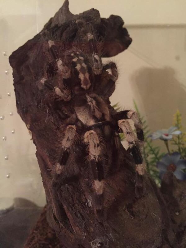 Nice new addition P.miranda AF need a nice horny male now 😀