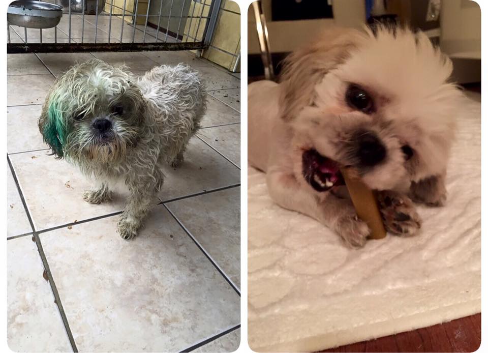ToramanKedi's tweet photo. Biraz da mutluluk tadalım mı?Güzel şeyler de oluyor tabiki.RM'ye perişan halde gelen shihtzu oğlumuzda yuvaya uçtu:) https://t.co/SFZE9knK3P