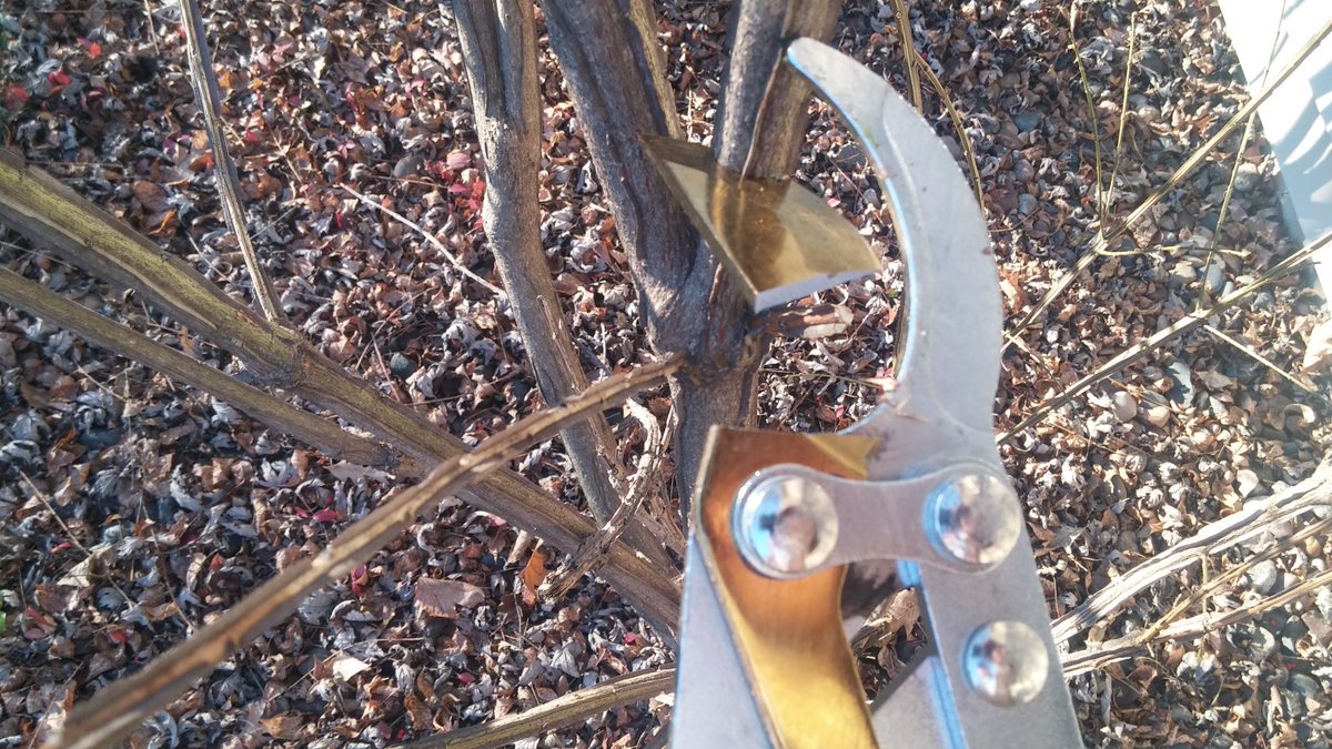 Tecmo's tweet image. I guess my afternoon of pruning was cut short.  First bush with my new @CenturionBrands loppers.  C'mon!