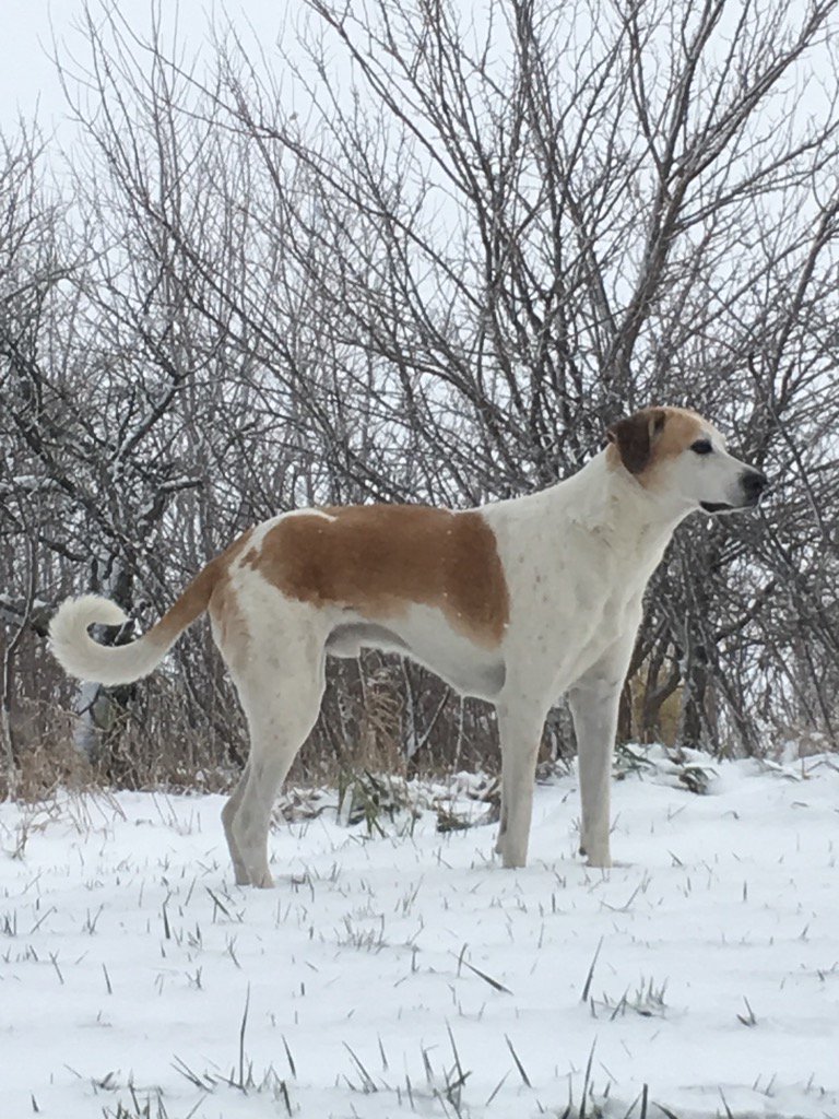 reneejulene's tweet photo. Larry striking a pose. #Bella not too bad here but our power has been out for hours. #peacelovedog #FirstSnow2015 https://t.co/G8EQ8jRjkE