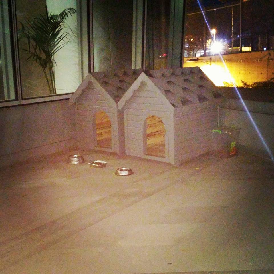 ToramanKedi's tweet photo. Gece gece mutluluk sebebi.Finansbank G.Müdürlük binası kapısının önünde yatan köpekler için mama su ve klübe koymuş https://t.co/3IcM7lSaVa