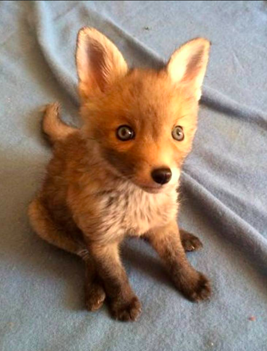 Wildlifemorpeth's tweet photo. Daisy the fox cub came into our care this summer.Retweet if you think shes cute! 
Daisy playing in the autumn leaves https://t.co/MPofOlxJAd