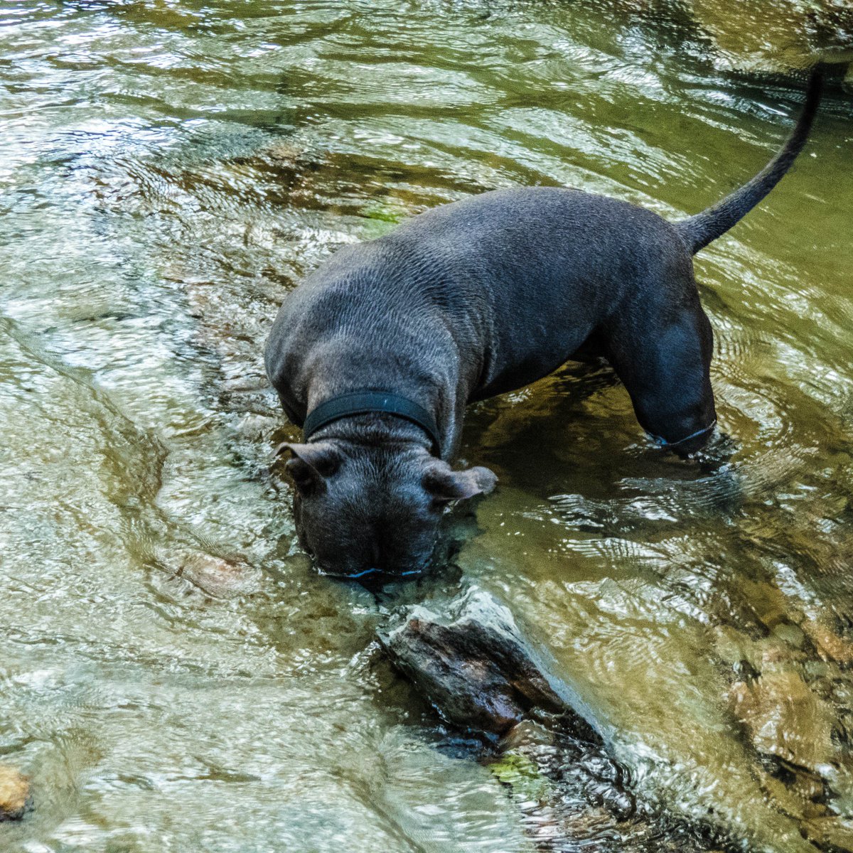 Morehead, Kentucky this summer #dog
#kentucky