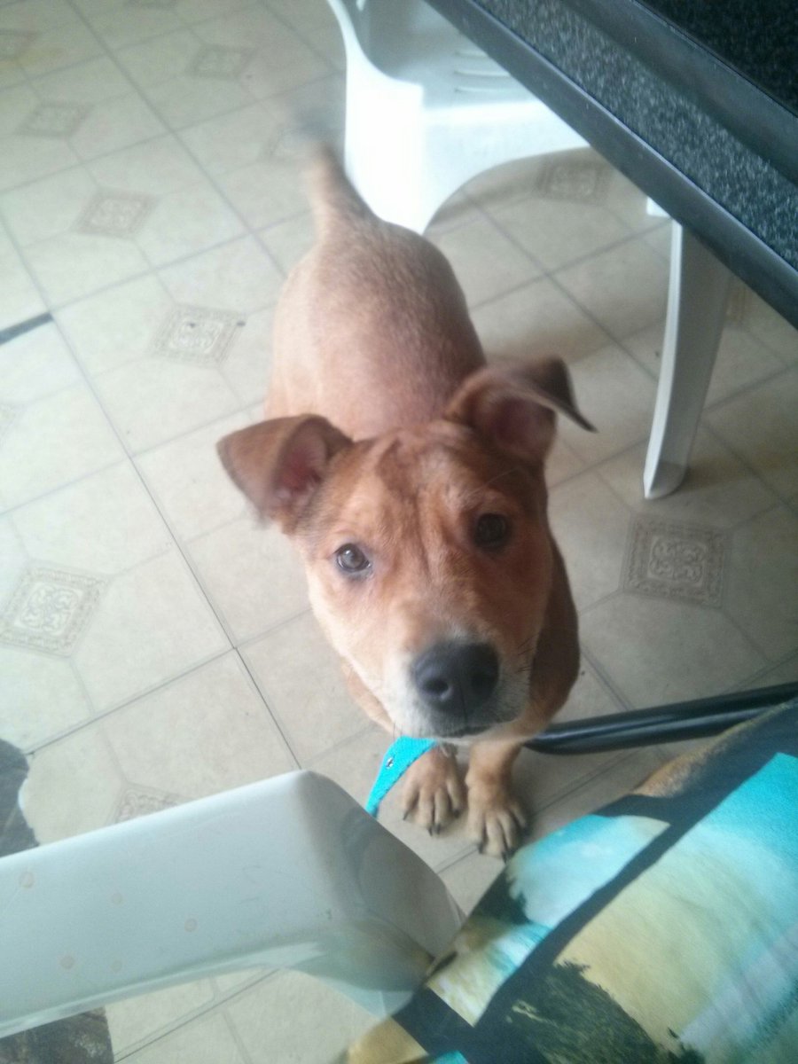 Santisimo2015's tweet photo. Encontramos esta perrita por villa luro, si alguien la quiere o conoce el dueño mandar wpp al:
153861799
1533067916 https://t.co/hPQ3iZnoZu