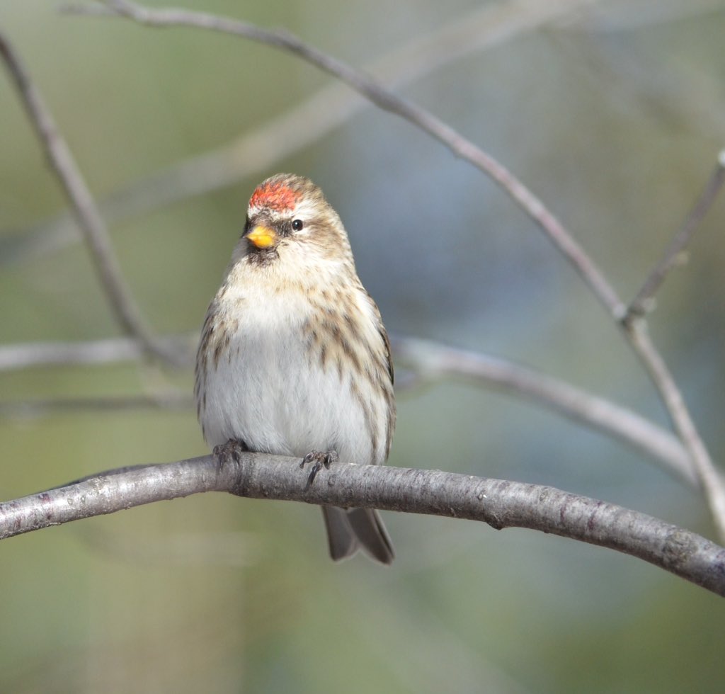auraborealis199's tweet photo. Redpolls are back :) #finch #winter #birds https://t.co/xUCJAbVeqQ