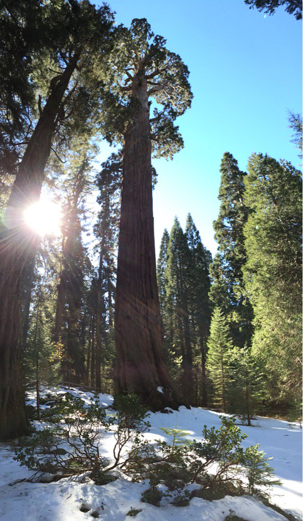 EvanOnstot's tweet photo. Snow on the ground but clear roads. A beautiful weekend to visit @SequoiaKingsNPS. #GenGrant https://t.co/5qPcjyDSmx