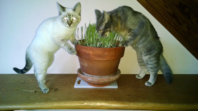 Cat grass https://t.co/vfGihRYgCc<a href="/tag/mytwitteranniversary"class="tags"><span>#mytwitteranniversary</span></a>