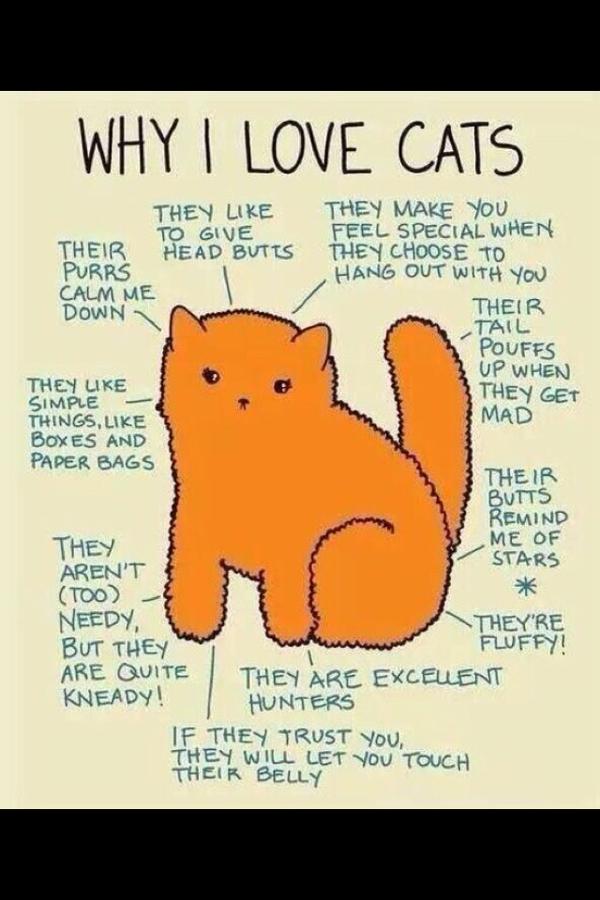 why I love cats ^