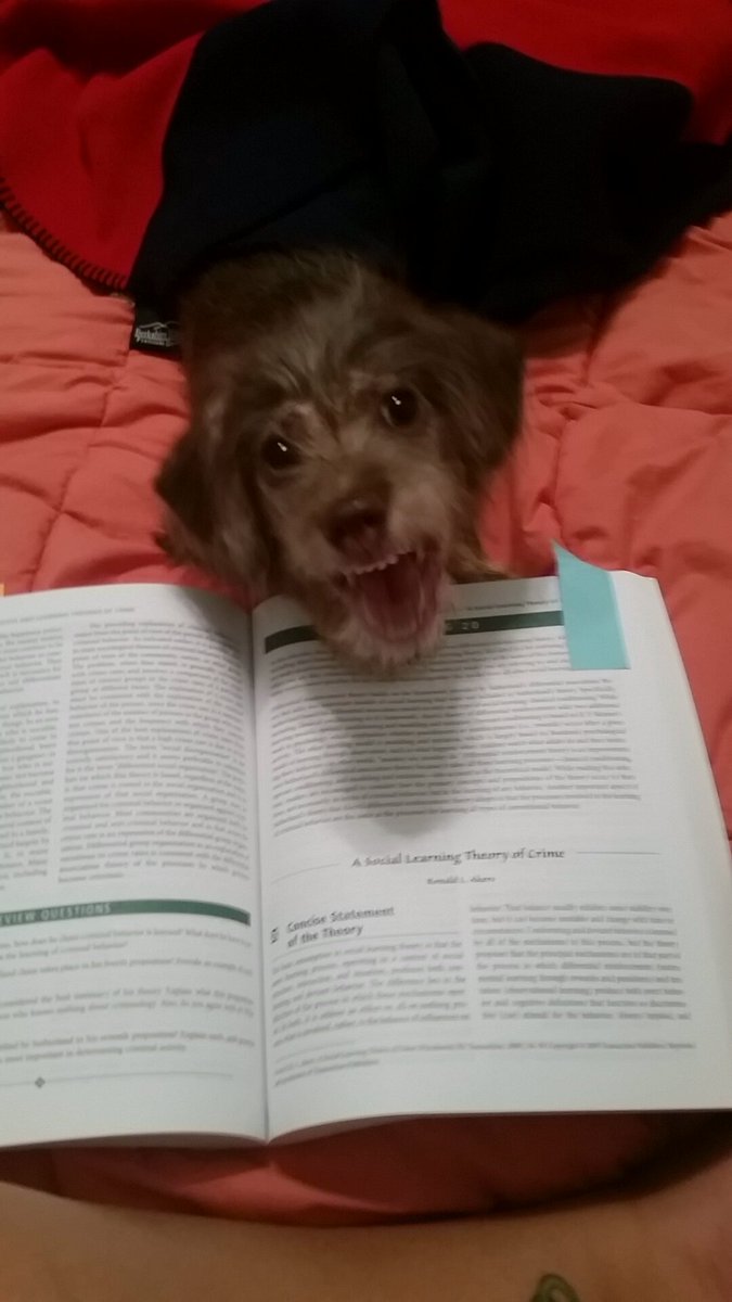 She never likes it when I do homework #dogsoftwitter #animalfostering #college #fall #break #2k15