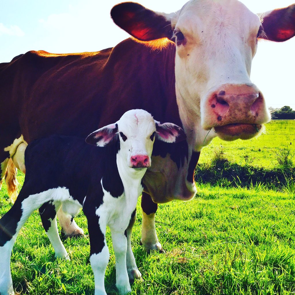 Joshua Gilbert tweet media