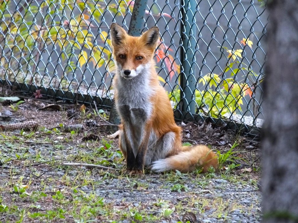 FOX