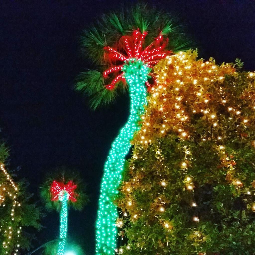 mousefetti's tweet photo. One last peak at the festive palm trees. :) #lightupocala #lightup2015 #ocala #floridablog… https://t.co/bjIpdVpIrt https://t.co/tiMetBBHEV