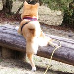 キャワワ!失敗した柴犬がとったまさかの態度!