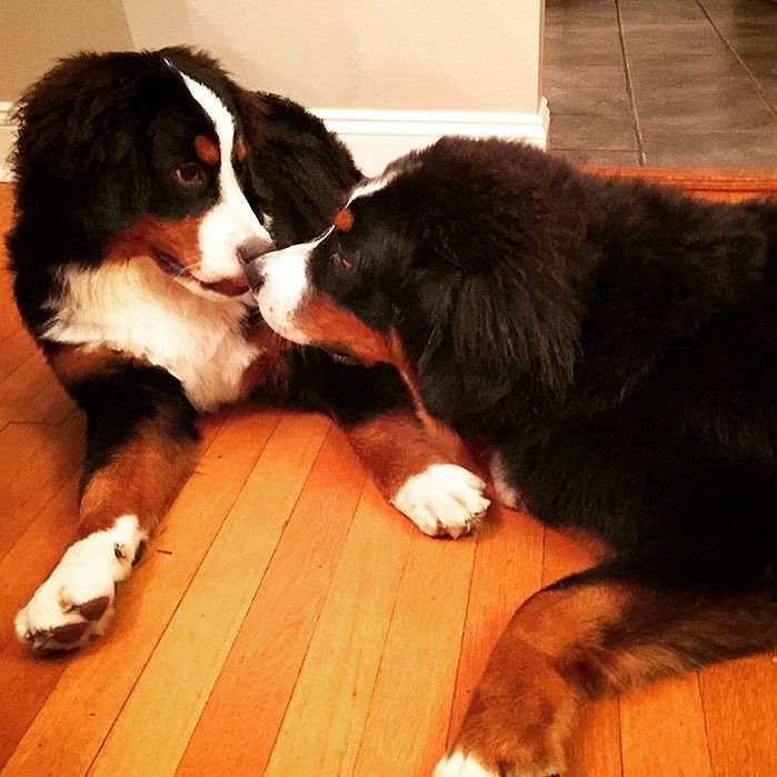 Pup_Box's tweet photo. Puppy love 😍😍😍❤️❤️❤️ #pupbox #puppy #bernesemountaindog #kisses #puppylove #dogsofinstagram #dogoftheday #mustloved… https://t.co/ahIsAXYsDB