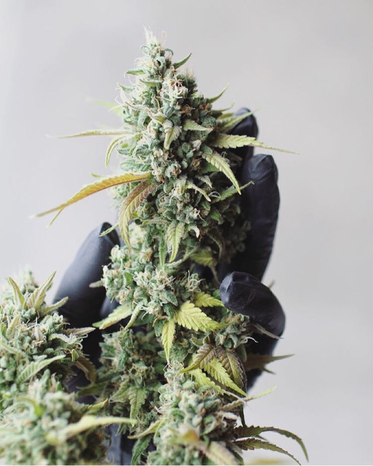 THCshoppe502's tweet photo. Black 84 from @monkeygrassfarm 💨 we've got it in ounces 🤘🏼
#THCshoppe #Black84 #WAWeed #WAPot #LegalWeed #Ounces https://t.co/ynxym8vVmP