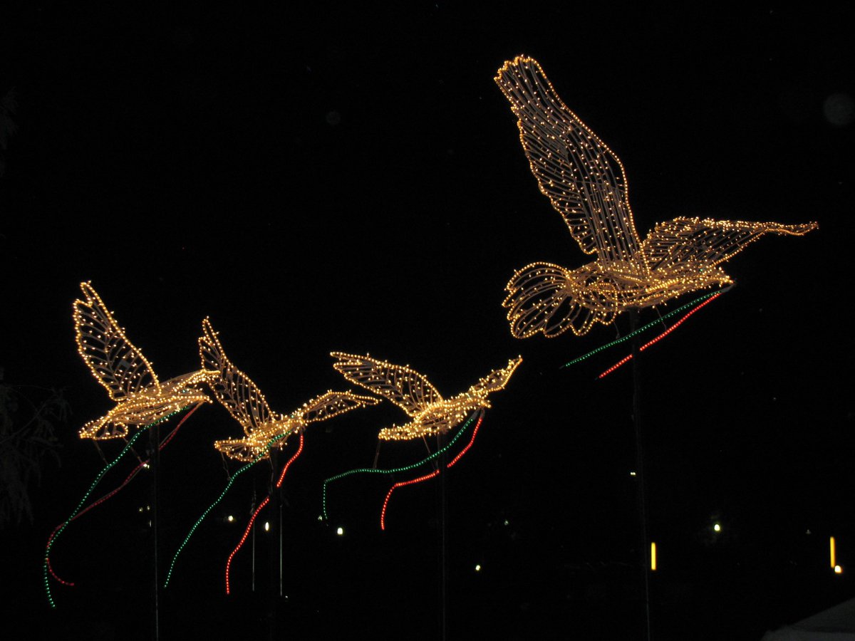 texastechmoose's tweet photo. Lighting of the Doves https://t.co/2GYn0fOMrH