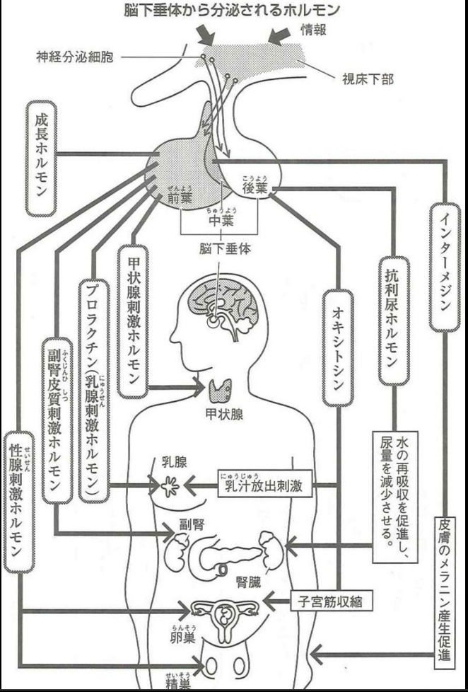ゴロ 解剖生理イラスト Tren Twitter 脳下垂体から分泌されるホルモンがイメージしやすい図 T Co 7aicsn1t ゴロ 解剖生理イラスト Tren Twitter 脳下垂体から分泌されるホルモンがイメージしやすい図 T Co 7aicsn1t