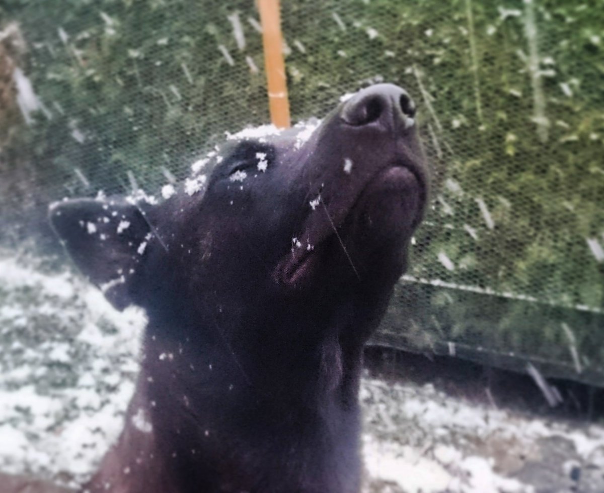 tonikindle's tweet photo. Guten Morgen und schönen Sonntag. #mydog #dutchsheperd #schneefall #snow #neige #heutemorgen https://t.co/T72DnVDlY7