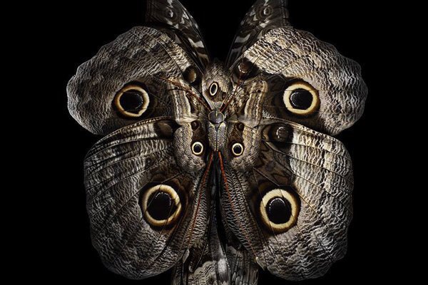 ttinspiration's tweet photo. Amazing artist and photographer Seb Janiak creating butterfly flowers. Such creativity! #art #beauty #culture #art https://t.co/QxAgln9f5b