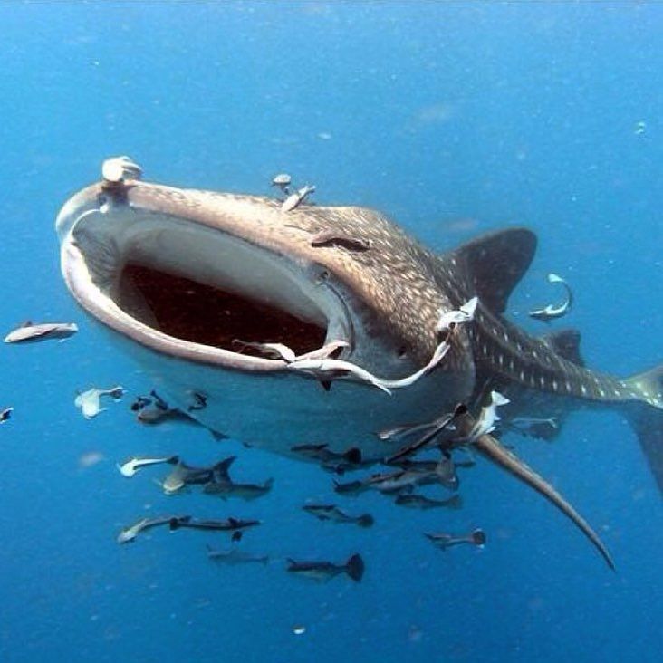 ParadiseCoveStt's tweet photo. bg_underwater shares: Photo by @marine.life -- Tag your photos #bg_underwater #uw #uwlife #uwpics #underwater #uwph… https://t.co/Ol1iurAopl