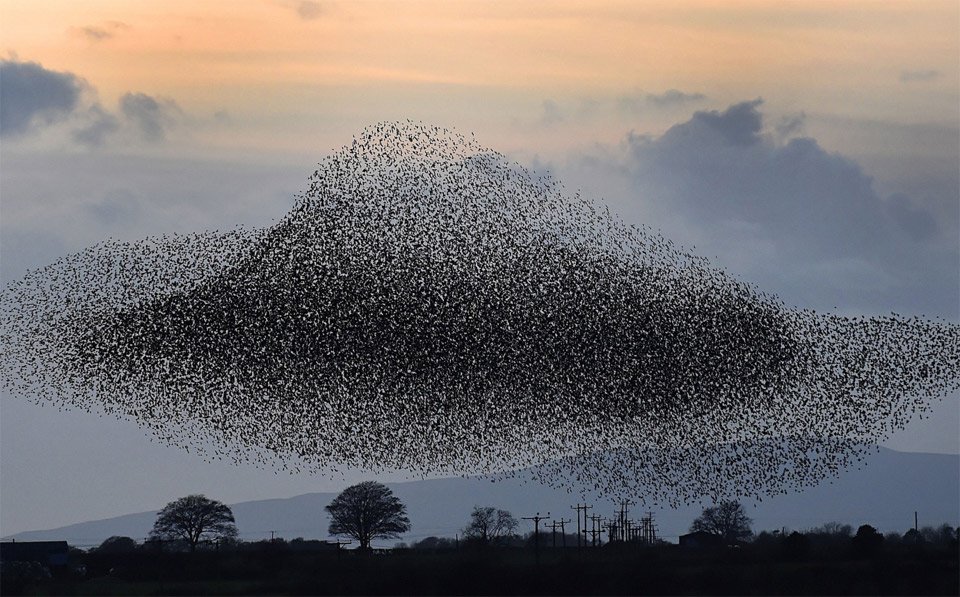 Piclogy's tweet photo. Tens Of Thousands Of Starlings Form Spectacular Murmuration | Photography by ©Owen Humphreys https://t.co/pjCgBpbP0d