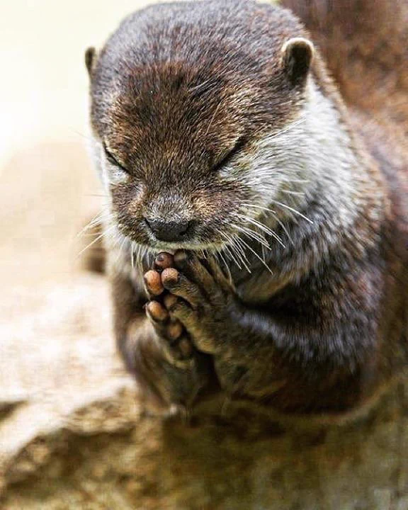 緊迫化する世界情勢にカワウソまでも祈りをささげるｗｗｗ