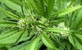 Inside Cannabis tweet media