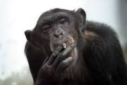 GrassRaphael's tweet photo. Look at this wise guy. No fucks given. #TheMonkeyWhoStartedAids https://t.co/qQHWH7RChI