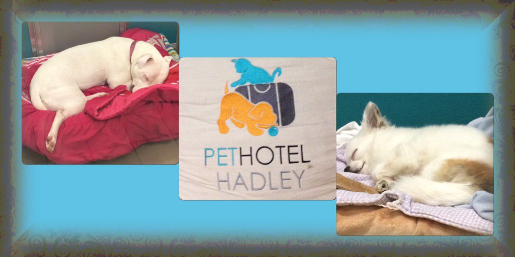 Pet Hotel Hadley (PetHotelHadley) Twitter