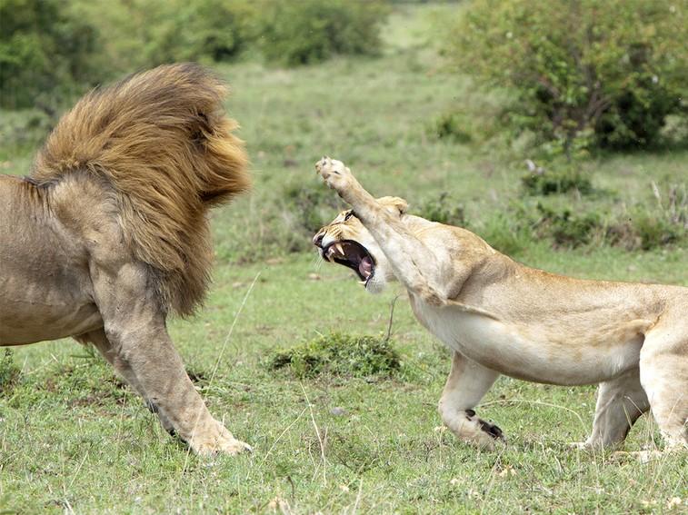 Nat Geo WILD on Twitter: Nat Geo WILD on Twitter: