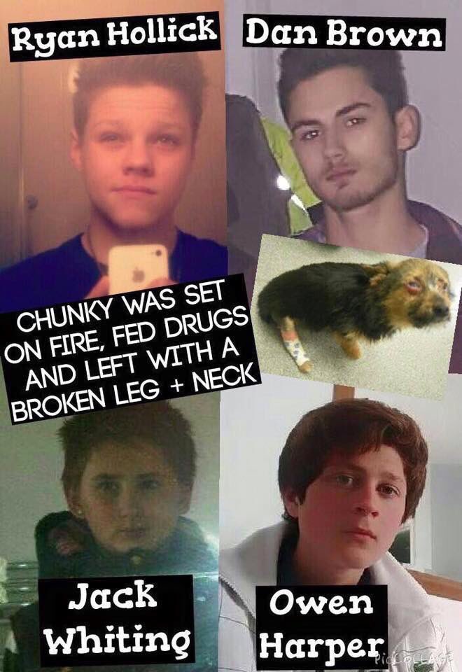 Geezajay2013's tweet photo. Find these little bastards who terrorised that dog in Margate keep Retweeting this picture,give them Same Punishment https://t.co/PMxbk3j08p