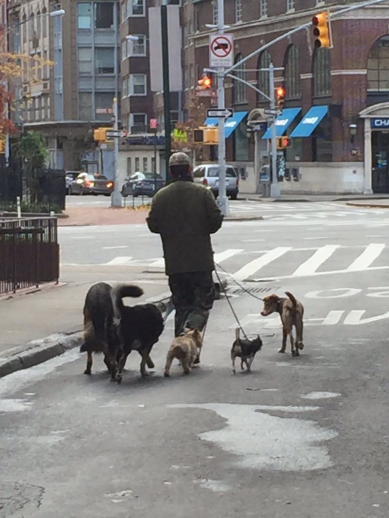 EmilySchramm6's tweet photo. Love dog walkers https://t.co/mvKo0dDlk0