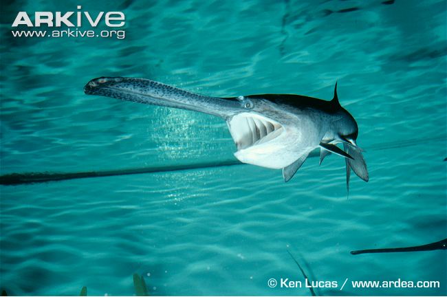 Emily_Oakman1's tweet image. Introducing the American Paddlefish #Polyodonspathula !