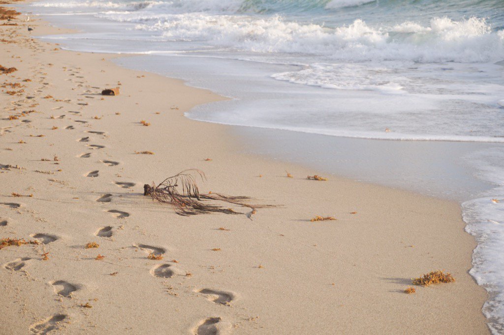 christinaleiigh's tweet photo. morning walks on sunny isles beach > https://t.co/aZio9CfvoL