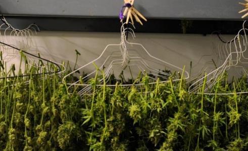 Inside Cannabis tweet media