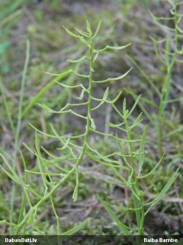 Šogad balvu par gada atklājumu saņēma Dana Krasnopoļska, pļavas linlape (Thesium ebracteatum).