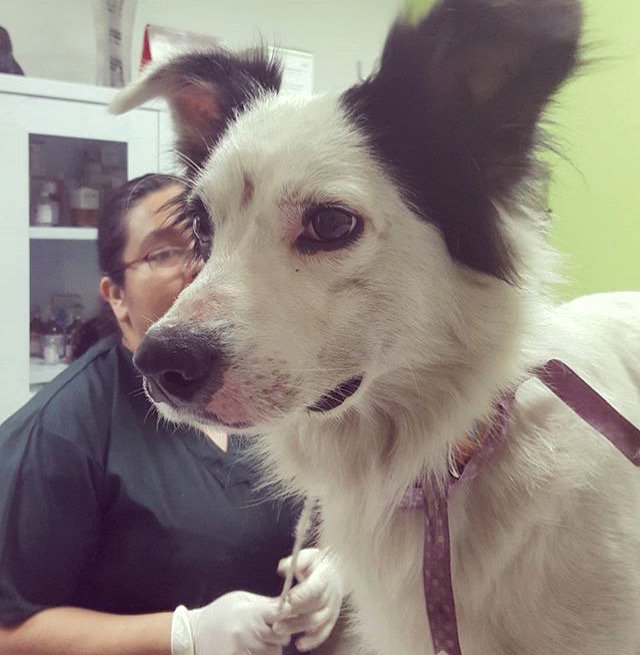 fiosi's tweet photo. Este perrito está buscando a su familia.Contactarse al 980407003. @grupocaridad @miseliti @latiachuchi pf compartir https://t.co/uvE9wTSl3I